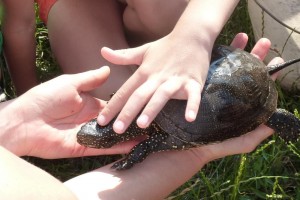 Mocsári teknős szabadon engedése