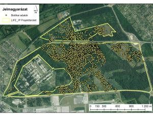 Védett- és inváziós növényfajok felmérése Győr határában