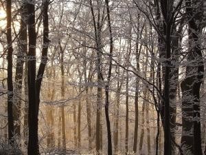 Téli bakancsos túra a Soproni erdőkben