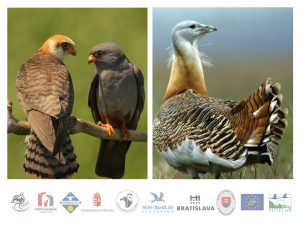 Szlovák-magyar együttműködés két veszélyeztetett madárfajunk, a kék vércse és a túzok megőrzéséért